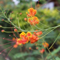 Caesalpinia