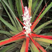 Bromelia