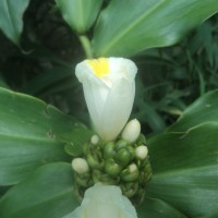 Costus