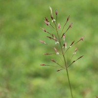 Chrysopogon