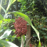 Sorghum