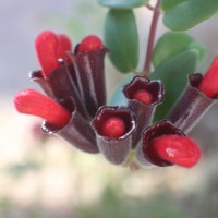 Aeschynanthus