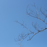 Angophora