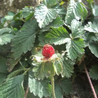 Fragaria