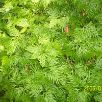 Selaginella