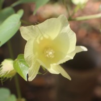 Gossypium