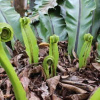 Asplenium