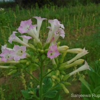 Nicotiana