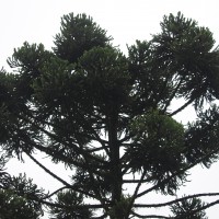 Araucaria