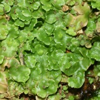 Lunularia