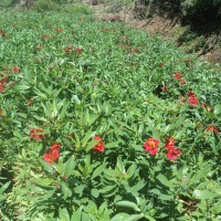 Alstroemeria