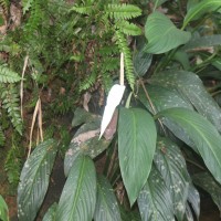 Spathiphyllum