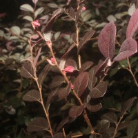 Loropetalum