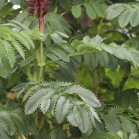 Melianthus