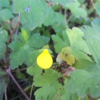 Calceolaria