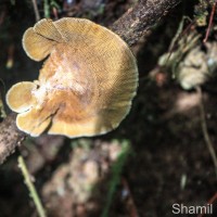 Hexagonia
