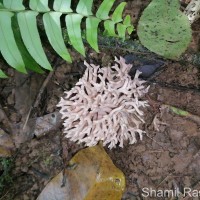 Ramaria