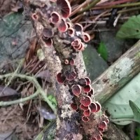 Anthracophyllum