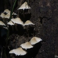 Candolleomyces