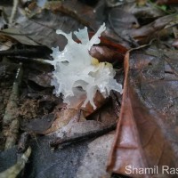 Tremella