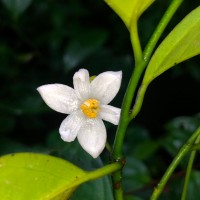 Anaxagorea