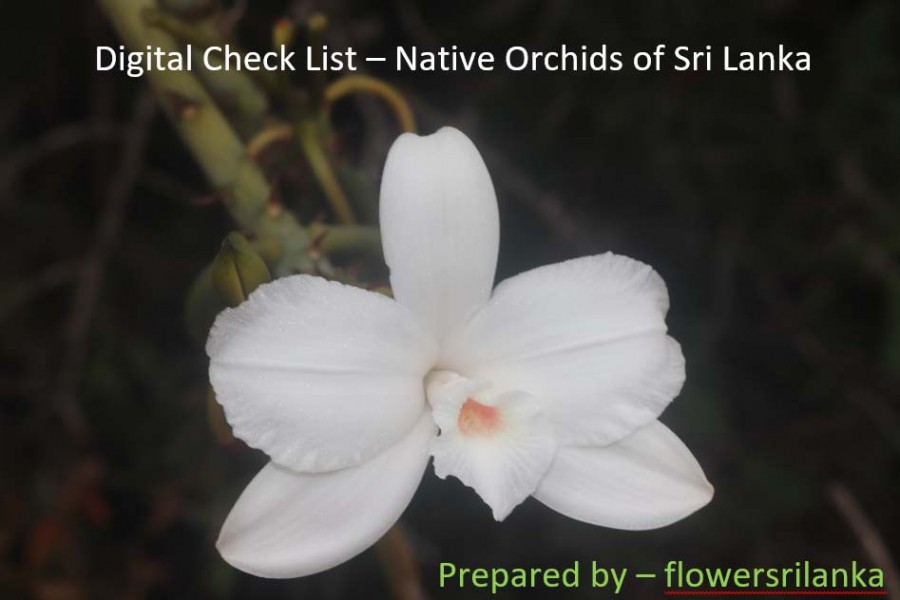 A B Digital Checklist - Native Orchid Species