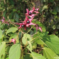 <i>Clerodendrum infortunatum</i>  L.