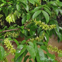 <i>Crudia zeylanica</i>  (Thwaites) Benth.