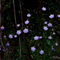 Utricularia striatula Sm.