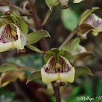 <i>Eulophia pulchra</i>  (Thouars) Lindl.