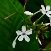 <i>Plumbago zeylanica</i>  L.