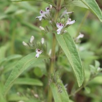 Andrographis echioides (L.) Nees