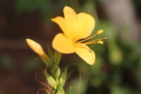 Barleria prionitis L.