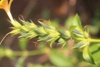 Barleria prionitis L.