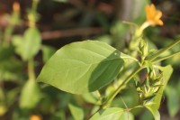 Barleria prionitis L.