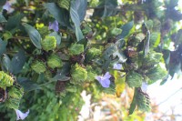 Barleria strigosa Willd.