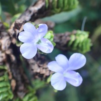 Barleria strigosa Willd.