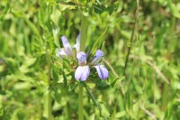 Hygrophila auriculata (Schumach.) Heine