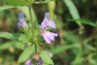 Hygrophila auriculata (Schumach.) Heine