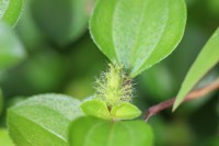 Heterotis rotundifolia (Sm.) Jacq.-Fél.