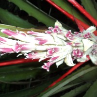 Bromelia pinguin L.