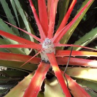 <i>Bromelia pinguin</i>  L.