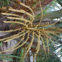 Cocos nucifera L.