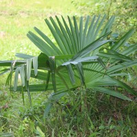 Corypha umbraculifera L.