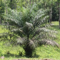 Elaeis guineensis Jacq.