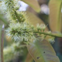 Combretum acuminatum Roxb.