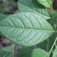 Margaritaria cyanosperma (Gaertn.) Airy Shaw