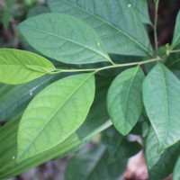 Margaritaria cyanosperma (Gaertn.) Airy Shaw