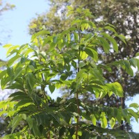 Margaritaria indica (Dalzell) Airy Shaw