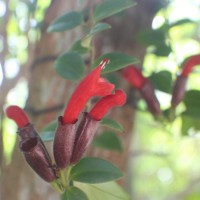 Aeschynanthus pulcher (Blume) G.Don